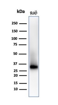 CD38 Antibody