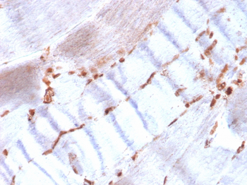ACTA2 Antibody