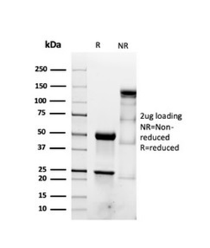 ACTA2 Antibody