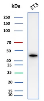 ACTA2 Antibody