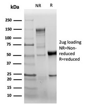 PECAM-1 Antibody