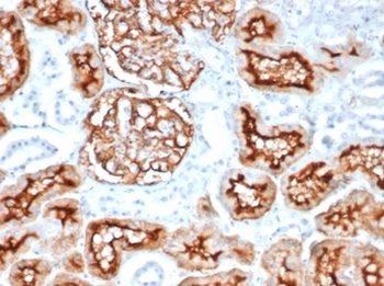 MME Antibody