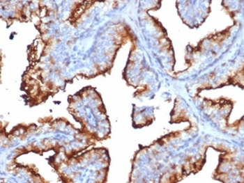 MME Antibody