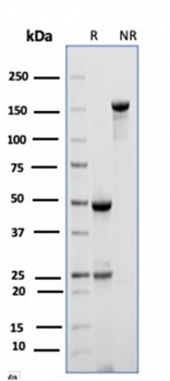 MME Antibody