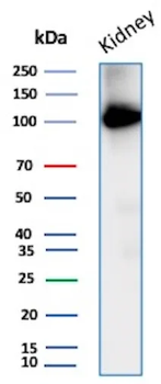MME Antibody