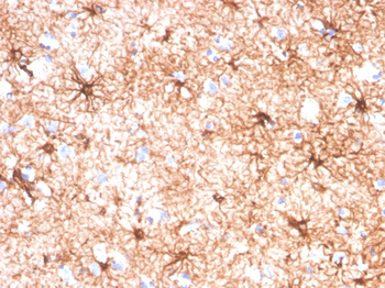 GFAP Antibody
