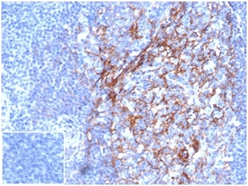 FCER2 Antibody