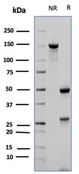 FCER2 Antibody