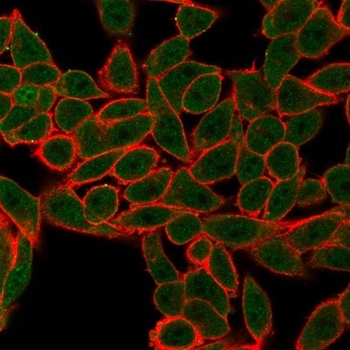 AGO3 Antibody