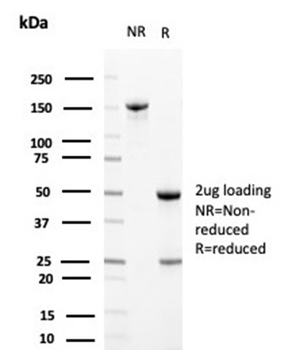 CLU Antibody