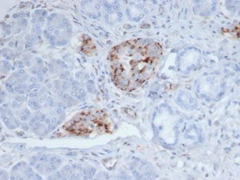 CHGA Antibody