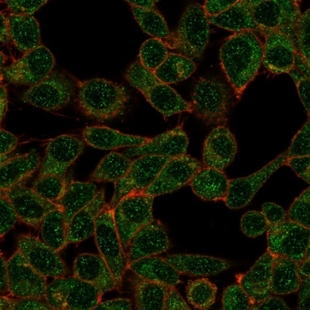 IRF9 Antibody