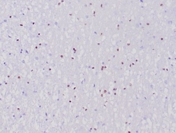 OLIG2 Antibody