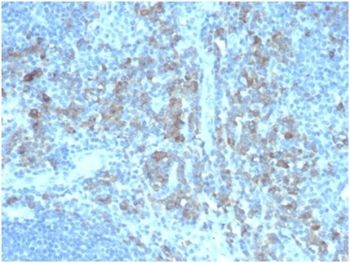 CD5L Antibody