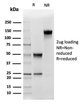 CD5L Antibody