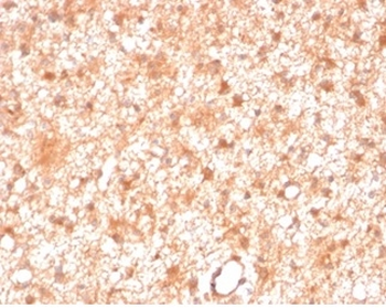 PRKCI Antibody