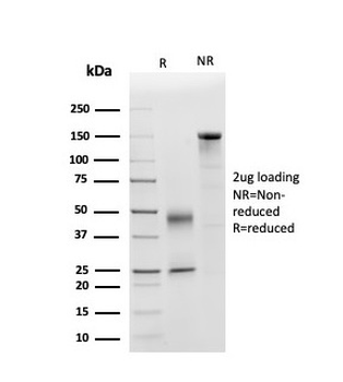 APOD Antibody