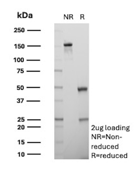 BPIFB1 Antibody