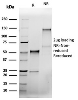 BCL2L1 Antibody