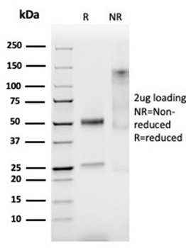 SMTN Antibody