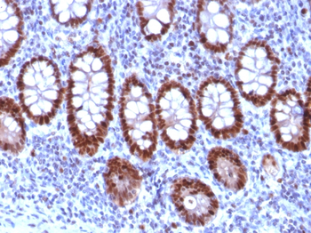 SPI1 Antibody