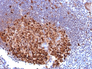 SPI1 Antibody