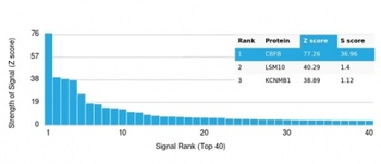 CBFB Antibody