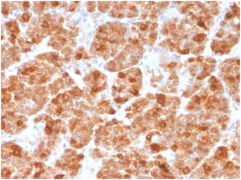 GMNN Antibody