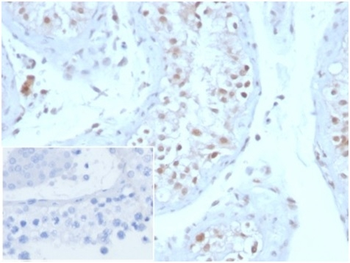 GMNN Antibody