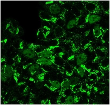 GMNN Antibody