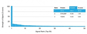 CD1A Antibody