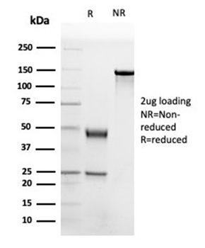 APOB Antibody