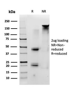 ID1 Antibody