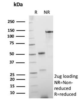 EPCAM Antibody