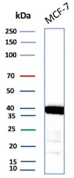 EPCAM Antibody