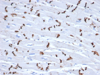 CDH2 Antibody