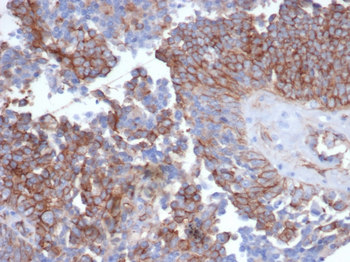 CDH2 Antibody