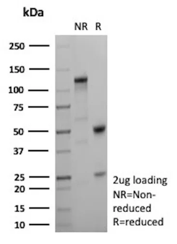 CDH2 Antibody