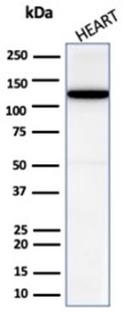 CDH2 Antibody