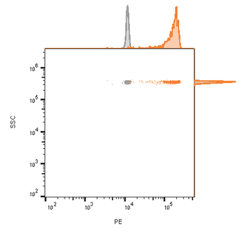 CD63 Antibody
