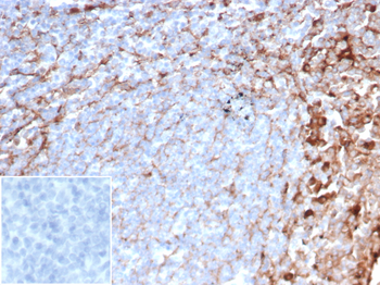 CD63 Antibody
