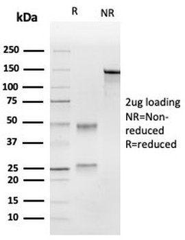 CD63 Antibody