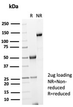 LGALS3 Antibody