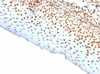 Recombinant Nuclear Antigen (Pan-Nuclear Marker) Antibody