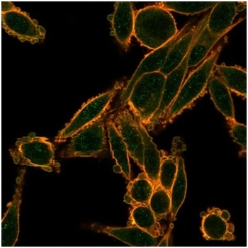 SMAD9 Antibody