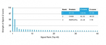 CD276 Antibody