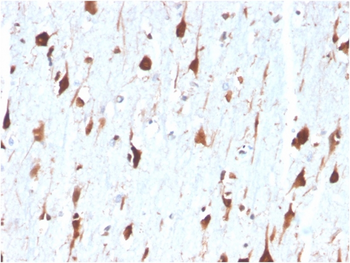 CA8 Antibody