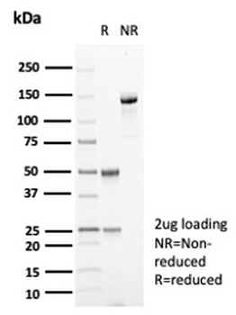 CA8 Antibody
