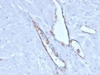 VWF Antibody