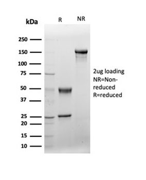 VWF Antibody